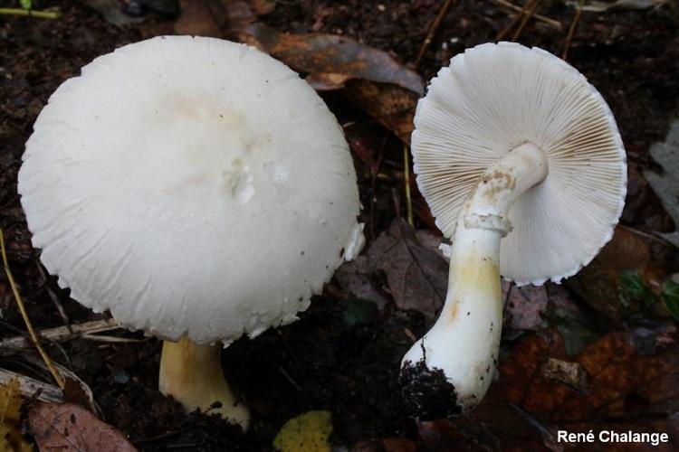 <i>Leucoagaricus holosericeus</i> (Fr. ? Gillet) Moser ex Moser © R. Chalange