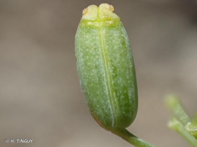 <i>Foeniculum vulgare</i> Mill., 1768 © H. TINGUY