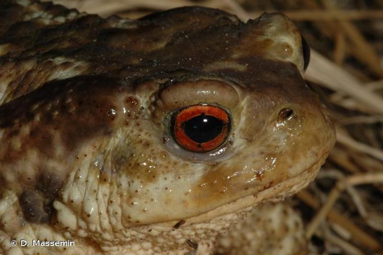 <i>Bufo spinosus</i> (Daudin, 1803) © D. Massemin