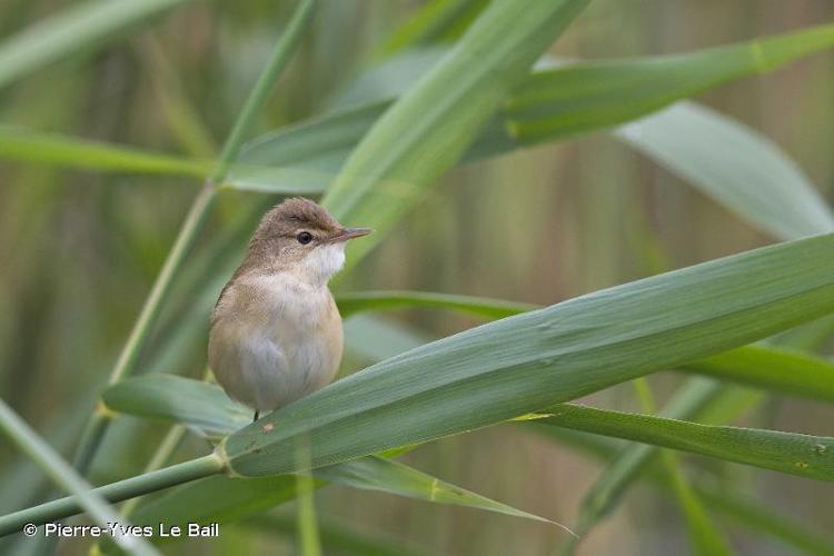 <i>Acrocephalus scirpaceus</i> (Hermann, 1804) © Pierre-Yves Le Bail