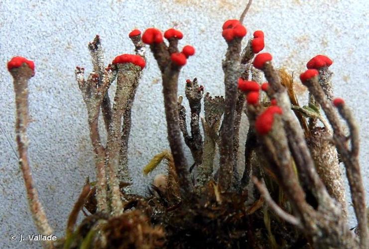 <i>Cladonia macilenta</i> Hoffm., 1796 © J. Vallade