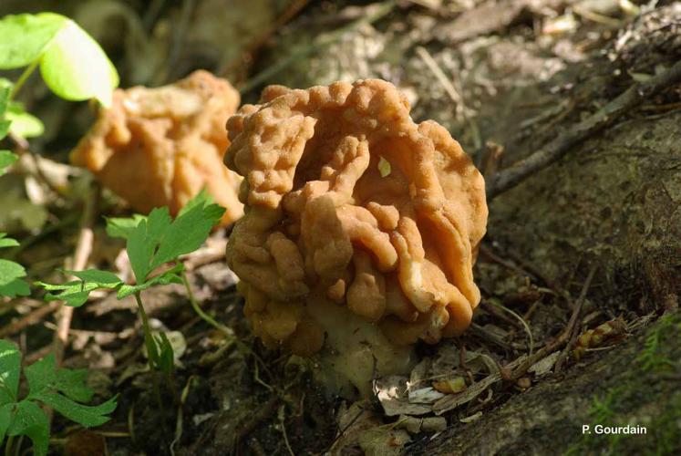 <i>Gyromitra esculenta</i> (Pers. : Fr.) Fr. © P. Gourdain