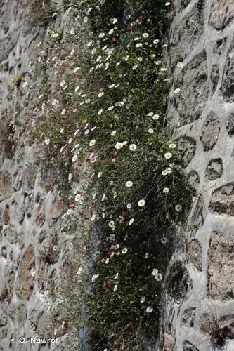 <i>Erigeron karvinskianus</i> DC., 1836 © O. Nawrot