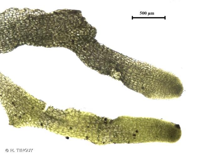 <i>Riccardia incurvata</i> Lindb., 1878 © H. TINGUY