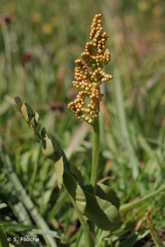 <i>Botrychium lunaria</i> (L.) Sw., 1801 © S. Filoche