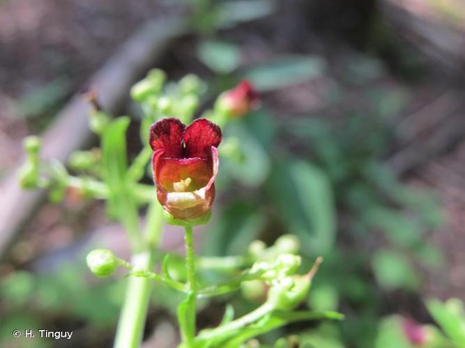 <i>Scrophularia oblongifolia</i> Loisel., 1827 © H. Tinguy