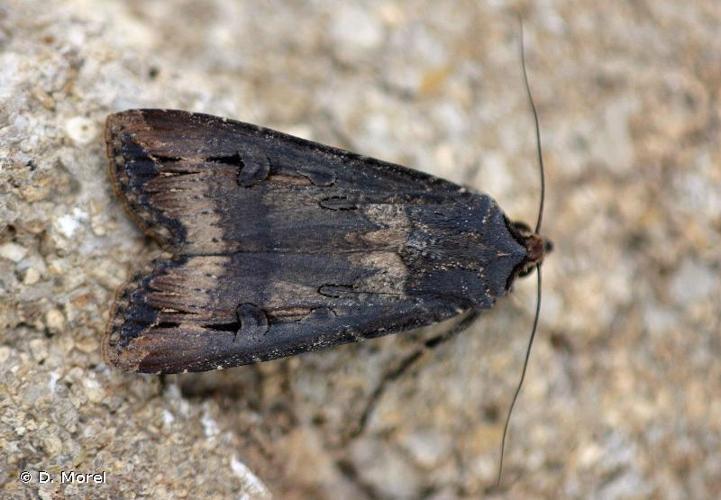 <i>Agrotis ipsilon</i> (Hufnagel, 1766) © D. Morel