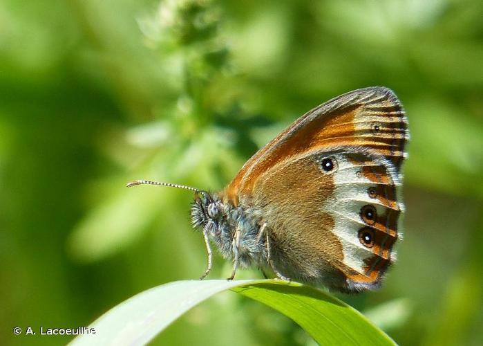 <i>Coenonympha arcania</i> (Linnaeus, 1760) © A. Lacoeuilhe