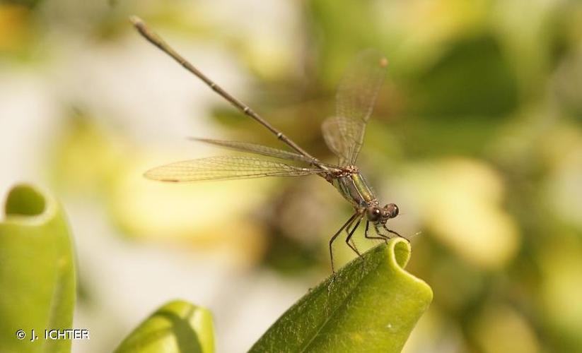 <i>Chalcolestes viridis</i> (Vander Linden, 1825) © J. ICHTER