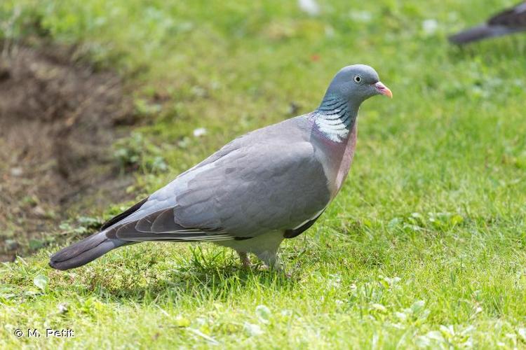 <i>Columba palumbus</i> Linnaeus, 1758 © M. Petit