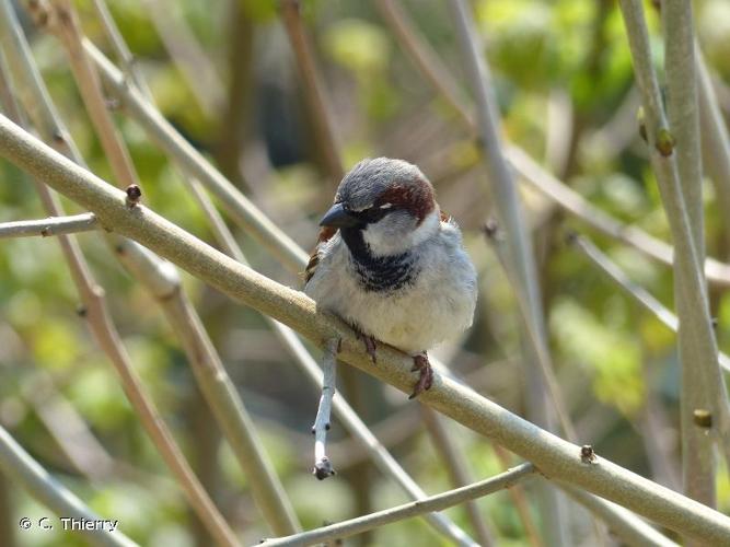 <i>Passer domesticus</i> (Linnaeus, 1758) © C. Thierry