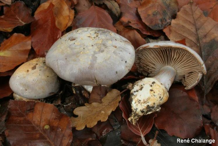 <i>Cortinarius caerulescens</i> (Schaeff.) Fr. © R. Chalange