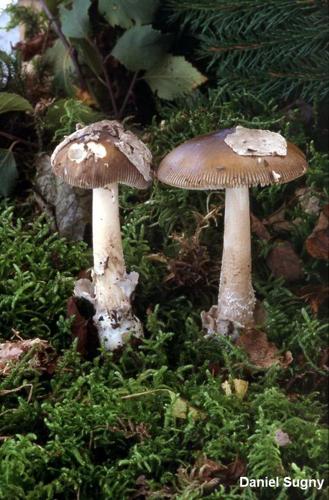 <i>Amanita submembranacea</i> (Bon) Gröger © D. Sugny