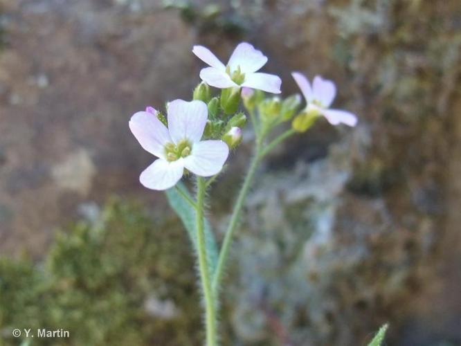 <i>Arabidopsis arenosa </i>subsp.<i> borbasii</i> (Zapał.) O'Kane & Al-Shehbaz, 1997 © 