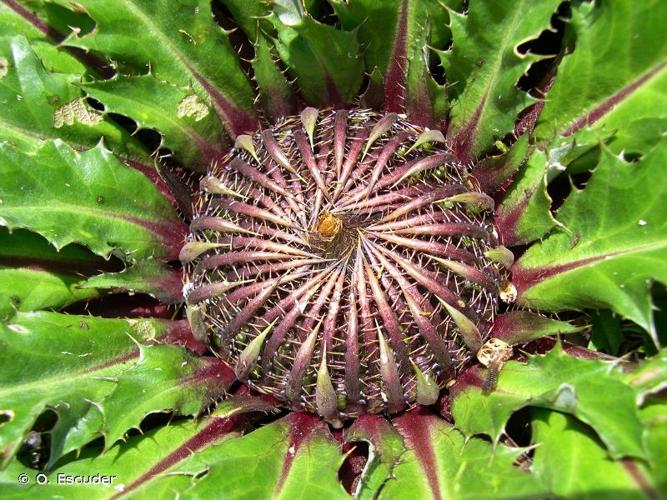 <i>Carlina acanthifolia </i>subsp.<i> cynara</i> (Pourr. ex DC.) Arcang., 1882 © O. Escuder