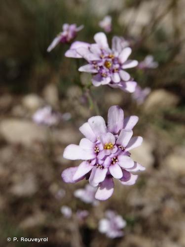 <i>Iberis linifolia</i> L., 1759 © P. Rouveyrol