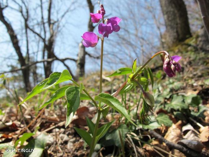 <i>Lathyrus vernus</i> (L.) Bernh., 1800 © H. TINGUY