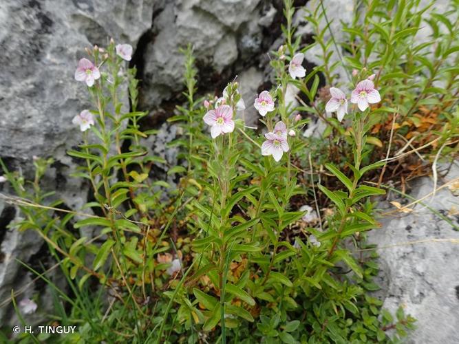 <i>Veronica fruticulosa</i> L., 1762 © H. TINGUY