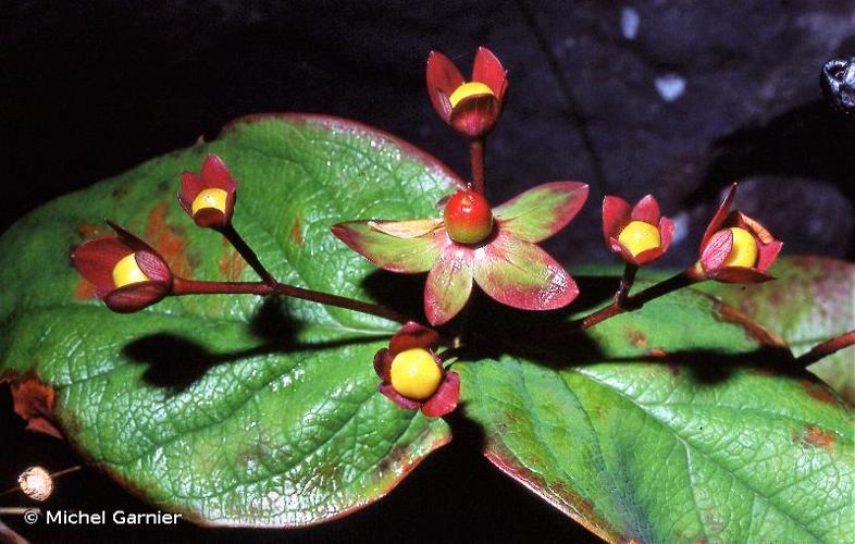 <i>Hypericum androsaemum</i> L., 1753 © Michel Garnier