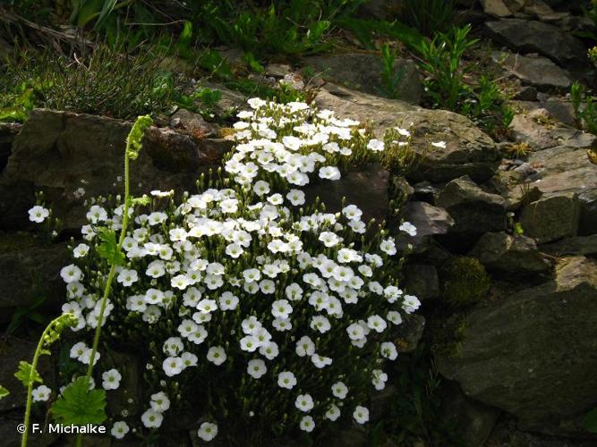 <i>Arenaria montana</i> L., 1755 © F. Michalke