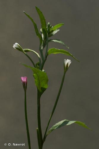 <i>Epilobium lanceolatum</i> Sebast. & Mauri, 1818 © O. Nawrot