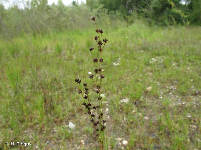 <i>Juncus alpinoarticulatus </i>subsp.<i> fuscoater</i> (Schreb.) O.Schwarz, 1949 © H. Tinguy