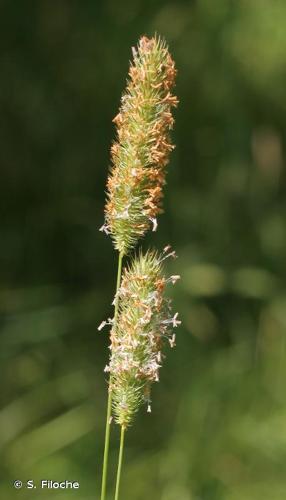 <i>Phleum pratense</i> L., 1753 © S. Filoche