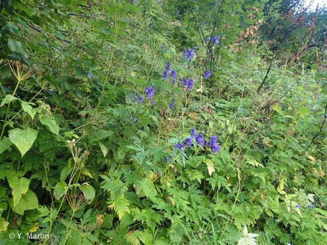 <i>Aconitum variegatum </i>subsp.<i> paniculatum</i> (Arcang.) Negodi, 1944 © 