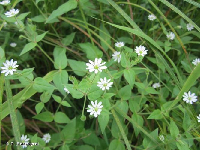 <i>Myosoton aquaticum</i> (L.) Moench, 1794 © P. Rouveyrol