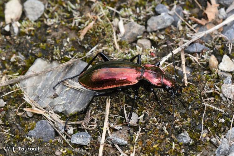 <i>Carabus splendens</i> Olivier, 1790 © J. Touroult