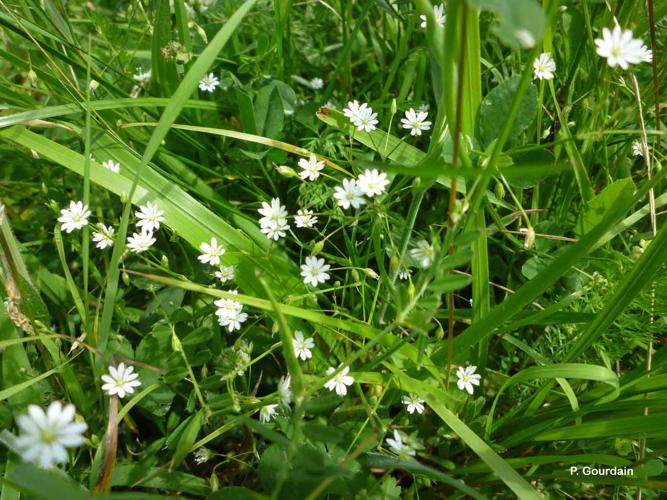 <i>Stellaria graminea</i> L., 1753 © P. Gourdain