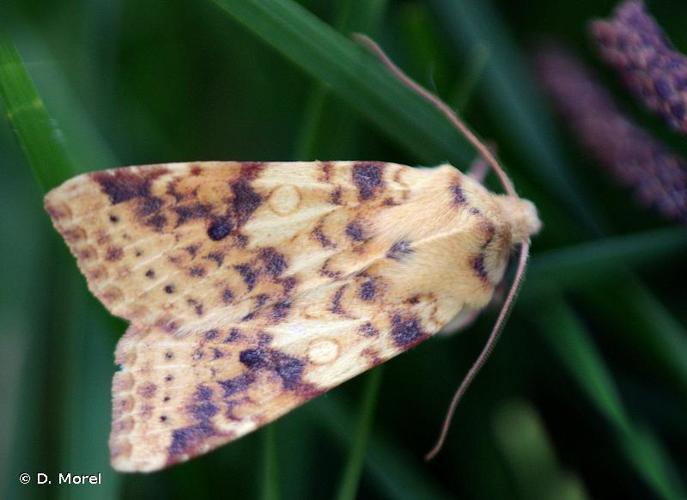 <i>Cirrhia icteritia</i> (Hufnagel, 1766) © D. Morel