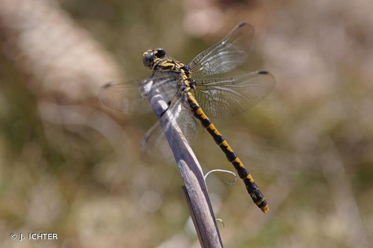 <i>Onychogomphus forcipatus forcipatus</i> (Linnaeus, 1758) © J. ICHTER