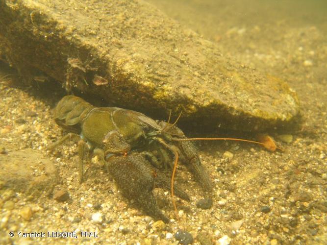 <i>Austropotamobius pallipes</i> (Lereboullet, 1858) © Yannick LEDORÉ, FFAL