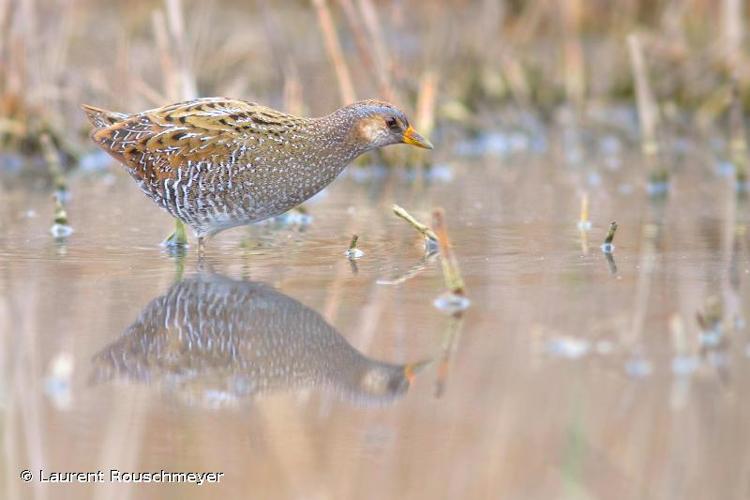 <i>Porzana porzana</i> (Linnaeus, 1766) © Laurent Rouschmeyer