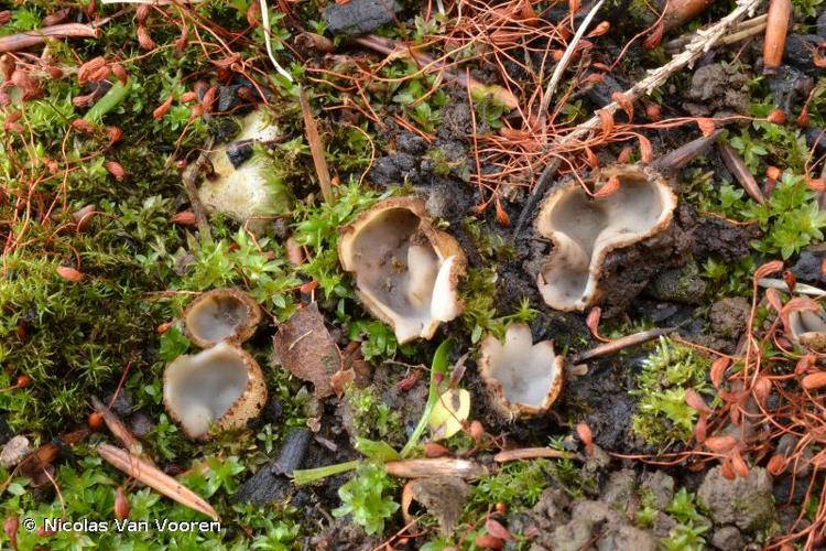 <i>Geopora arenicola</i> (Lév.) Kers © Nicolas Van Vooren