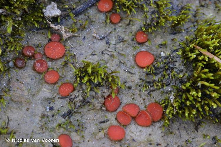 <i>Scutellinia kerguelensis</i> (Berk.) Kuntze © Nicolas Van Vooren