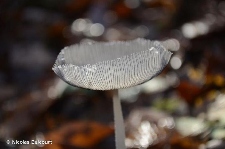 <i>Coprinopsis lagopus</i> (Fr.) Redhead, Vilgalys & Moncalvo, 2001 © Nicolas Belcourt