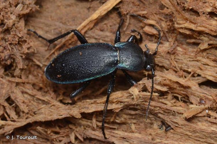 <i>Carabus violaceus purpurascens</i> Fabricius, 1787 © J. Touroult