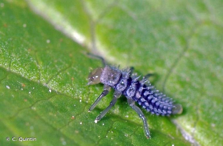 <i>Harmonia quadripunctata</i> (Pontoppidan, 1763) © C. Quintin