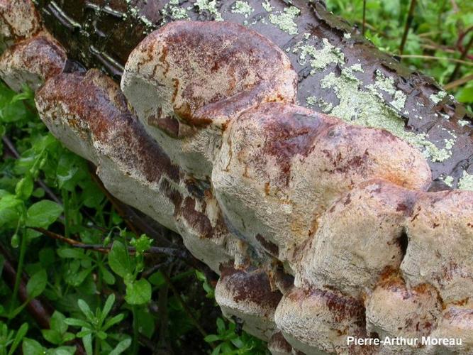 <i>Phellinus laevigatus</i> (Fr. ? P.Karst.) Bourdot & Galzin, 1927 © PA. Moreau