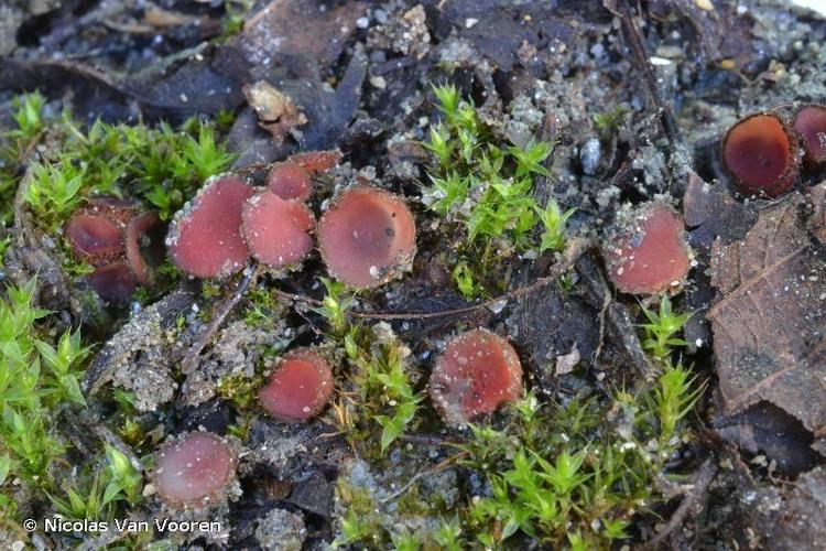 <i>Parascutellinia arctespora</i> (Cooke & W.Phillips) T.Schumach., 1988 © Nicolas Van Vooren