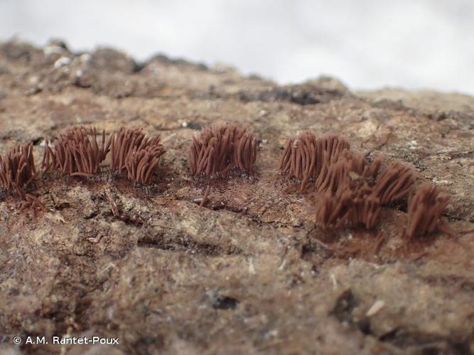 <i>Stemonitis axifera</i> (Bull.) T.Macbr., 1899 © A.M. Rantet-Poux