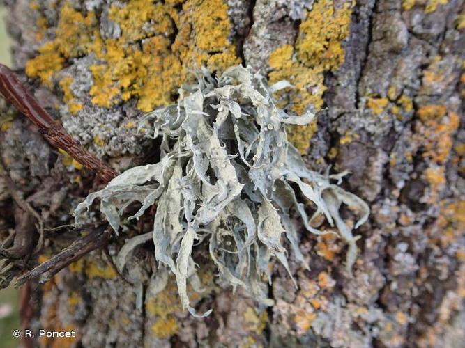 <i>Ramalina fraxinea</i> (L.) Ach., 1810 © A.-H. Paradis & R. Poncet