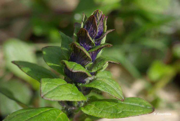 <i>Ajuga reptans</i> L., 1753 © P. Gourdain