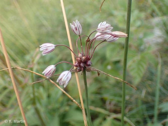 <i>Allium oleraceum</i> L., 1753 © 