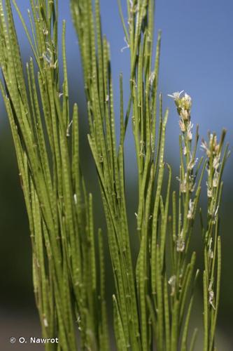 <i>Arabis planisiliqua</i> (Pers.) Rchb., 1838 © O. Nawrot