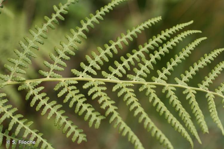 <i>Athyrium filix-femina</i> (L.) Roth, 1799 © S. Filoche