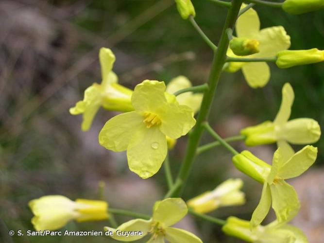 <i>Brassica montana</i> Pourr., 1788 © S. Sant/Parc Amazonien de Guyane