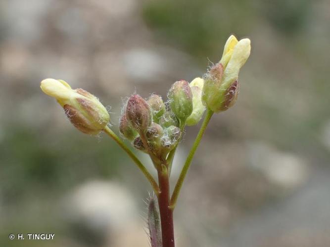 <i>Camelina microcarpa</i> Andrz. ex DC., 1821 © H. TINGUY